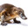 Platypus