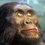 Australopithecus