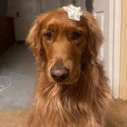 Fawnsheet
