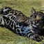 WildJag