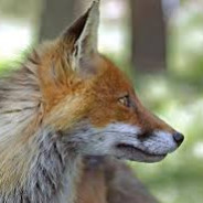 Fox - steam id 76561197967499078