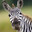 Zebra Tung Tung Tung