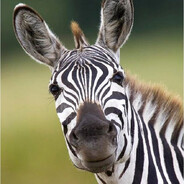 Zebra Tung Tung Tung