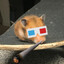 haMstEr