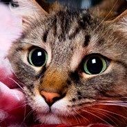 alesha - steam id 76561197961160705