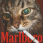 Marlboro
