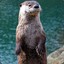 Mr. Otter