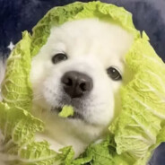 Vegetable dog
