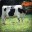 Cow-abunga