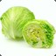 Fresh Lettuce