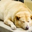 Chubby Doggy