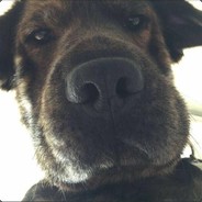 骑起野猪撞地球