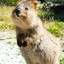 happy quokka