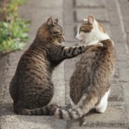 兽人窝的姬骑士