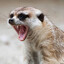 Merkat