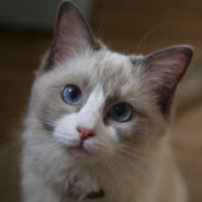 [Dikcat]Innnnovation