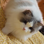 我不是原神高手