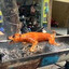 我吃了狗肉