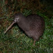 The.Sigma.Fart avatar