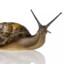 militantsnail