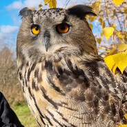 🐖猪是念来过倒