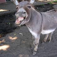 DonKey