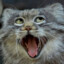 Mongolian Manul