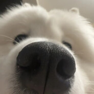 别端我的锅！！