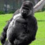 Big Terry (Gorilla Terry)