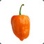 Habanero0307