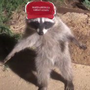 Racoon MAN