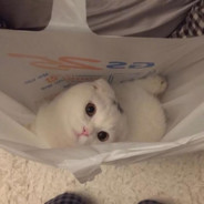 我是卡莎 不卡全杀