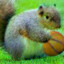 Dunking Squirrel