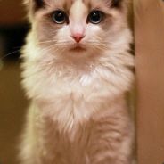 队友五黑就会卡我棋子