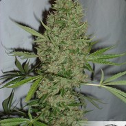 Mango- - steam id 76561197965640099