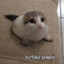 Foca pelotuda