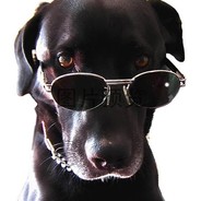 浪里寻花小白龙