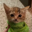 猪白菜