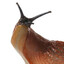 Slug
