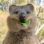 Mr Quokka