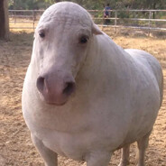 antukica