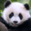 Pandinha