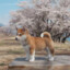 Shibe.Benjiji