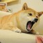 dogeluccky