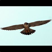 doom (falcon)