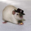 rat (with a hat!)