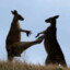 Kungfukangaroo