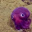 Squidy