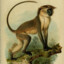 African River Monkey