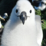 grey headed albatross chick